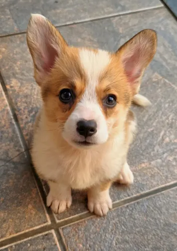 Welsh Corgi Pembroke