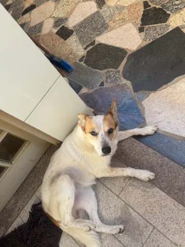 Cachorra fêmea Doa se 
