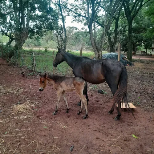 Vendo egua parida