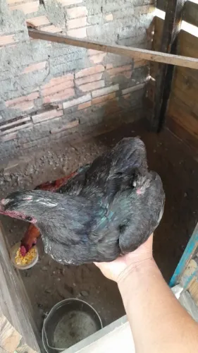 Galhinha carioca