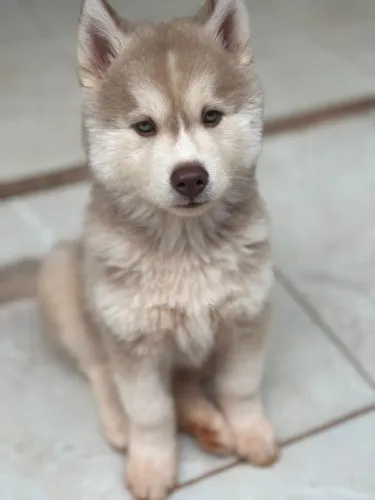 Husky Siberiano filhote