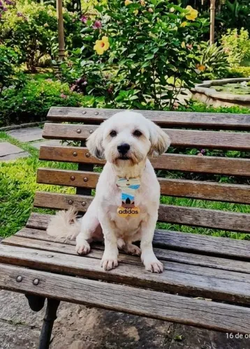 Doação de cachorro