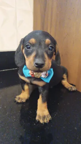 Basset preta e canela macho