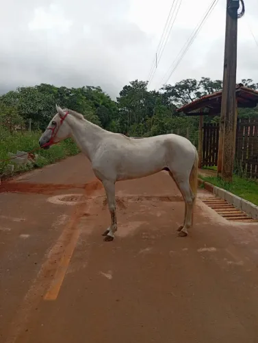 Cavalo marcha picada
