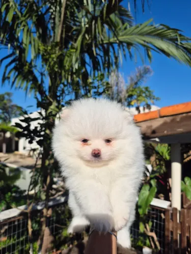 Spitz alemão