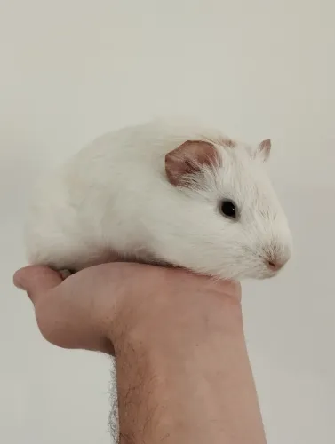 Porquinhos da india