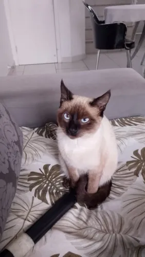 Doação de gato macho siamês