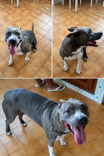 Procuro namorada pitbull