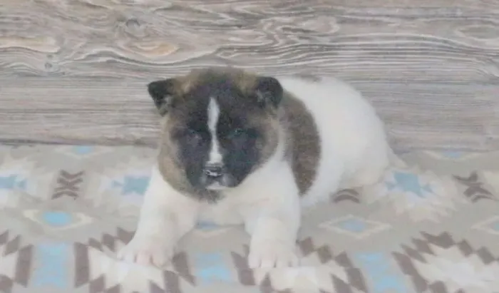 ? Akita ? lealdade absurda