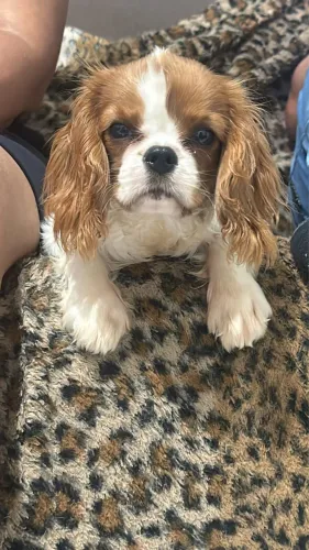 Cavalier king charles e SPANIEL