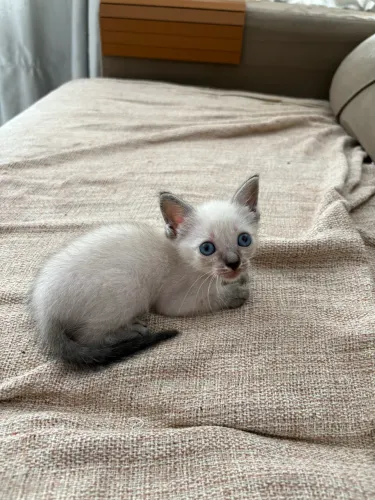 Gato filhote - Adoção responsável