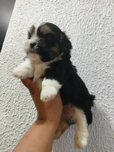 Filhotes macho lhasa apso