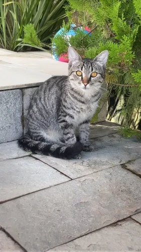 Gatos para adoção 