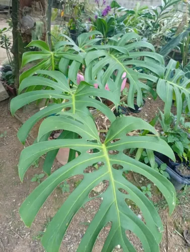 Mudas e plantas adultas