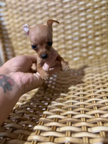 Pinscher