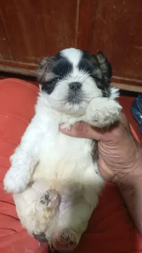 Shitzu mini MACHO