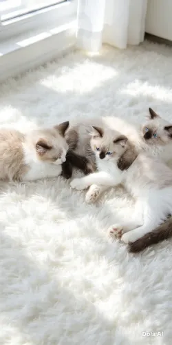 Filhotes Ragdoll_ três lindos gatinhos disponíveis