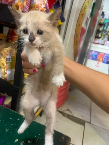Doação de Gatos filhotes