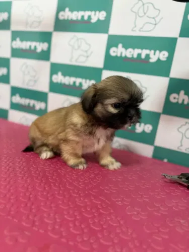 Shih tzu machinhos