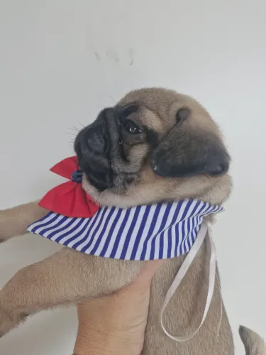 Pug com pais no local com pedigree macho