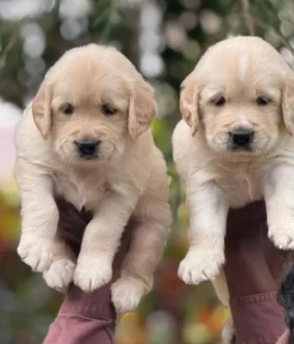 Filhotes de Golden Retriever | Filhotes que fazem surgir novas expectativas!