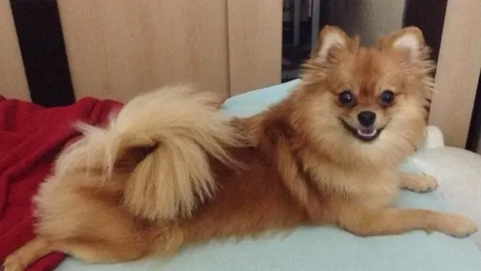 Spitz Fêmea jovem linda