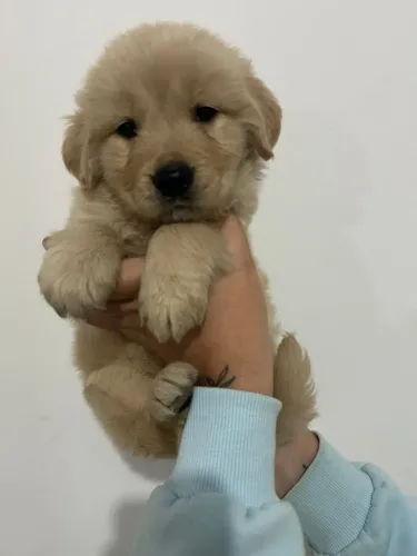 Golden retriever beleza garantida padrão de raça em contrato