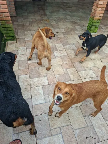 Cadela mestiça Rottweiler