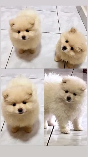 Filhote de Shih tzu