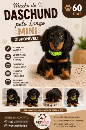 Daschund pelo longo 