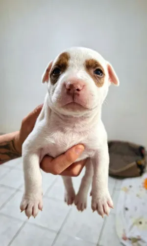 Filhote Pit Bull