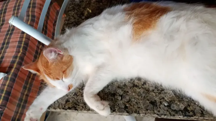 Gato