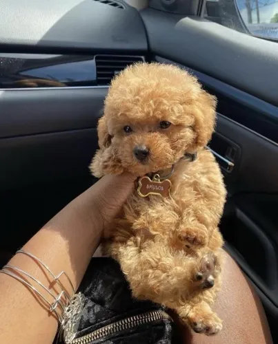 Filhotes de Poodle macho perfeitos!