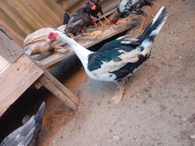 Patos