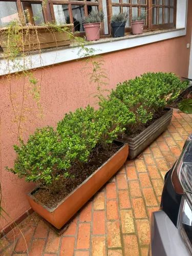Planta arbustos de buxinho (Buxus sempervirens)