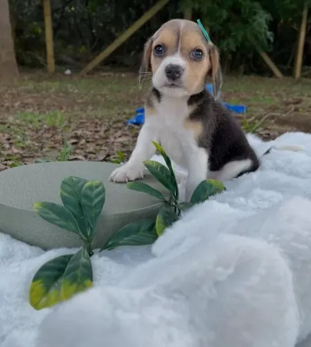 Beagle