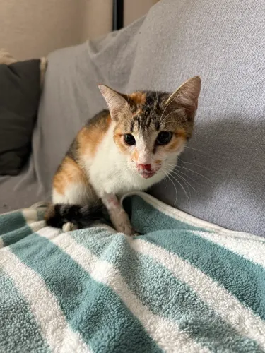 Gata para adoção 