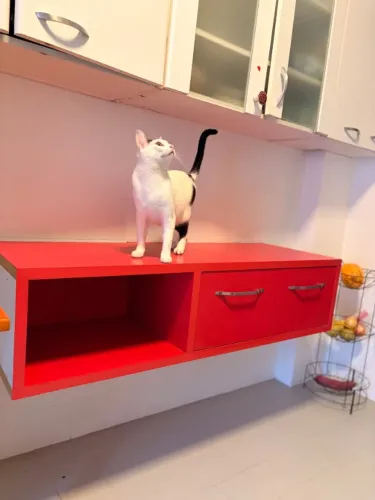 Balcão de cozinha/Nicho com gavetas
