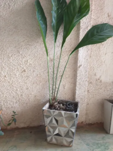 Desapego Vaso de cerâmica com planta natural ótimo pra enfeitar seu ambiente 