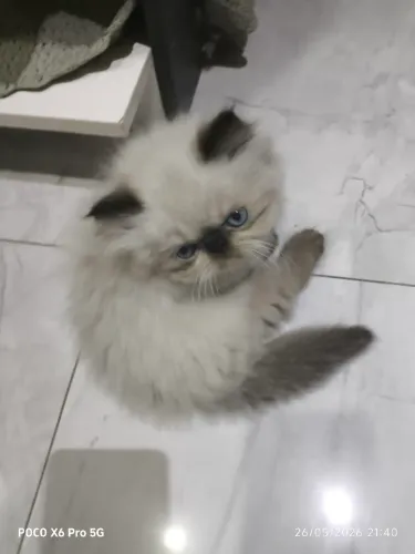 Filhote de gato persa