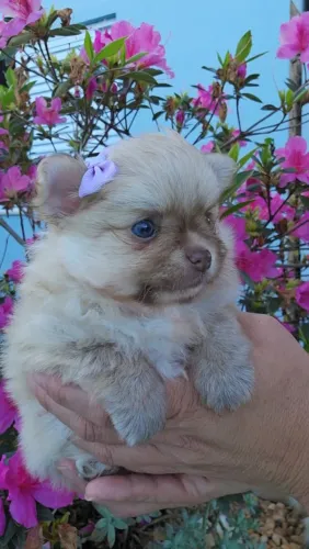Lulu da Pomerânia fêmea