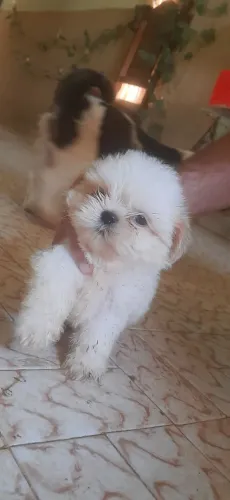 Lindo Shih tzu macho disponível pronta entrega 