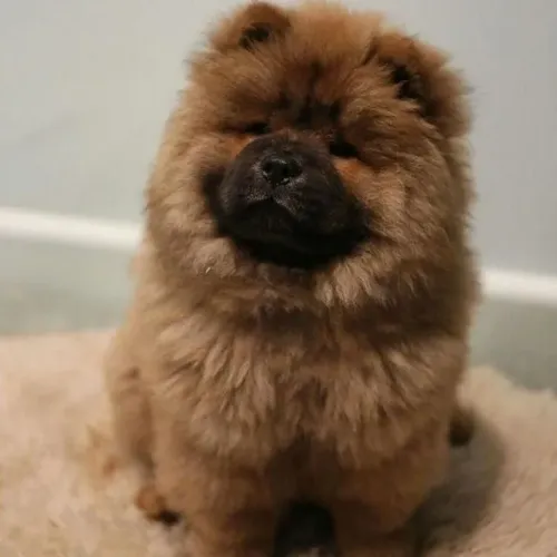 Chow chow lindo e fofo 