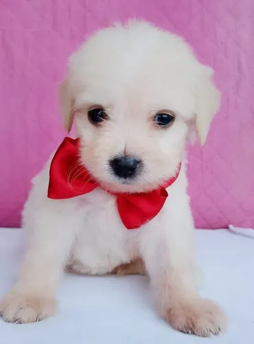 Filhote de poodle Toy mini macho