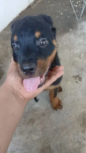 Rottweiler 3meses macho