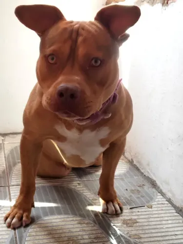 Pitmonster fêmea com pedigree disponível