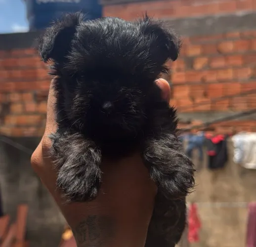 Filhote de lhasa apso