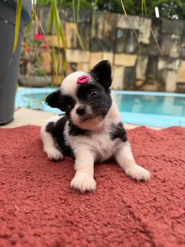 Chihuahua Fêmea