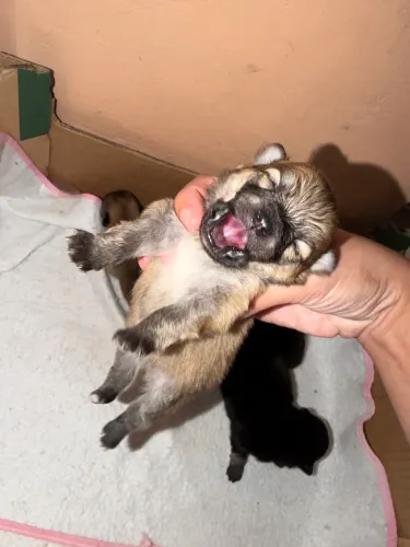 Filhotes machos Lulu da Pomerânia