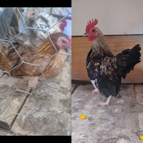 Galo e galinha